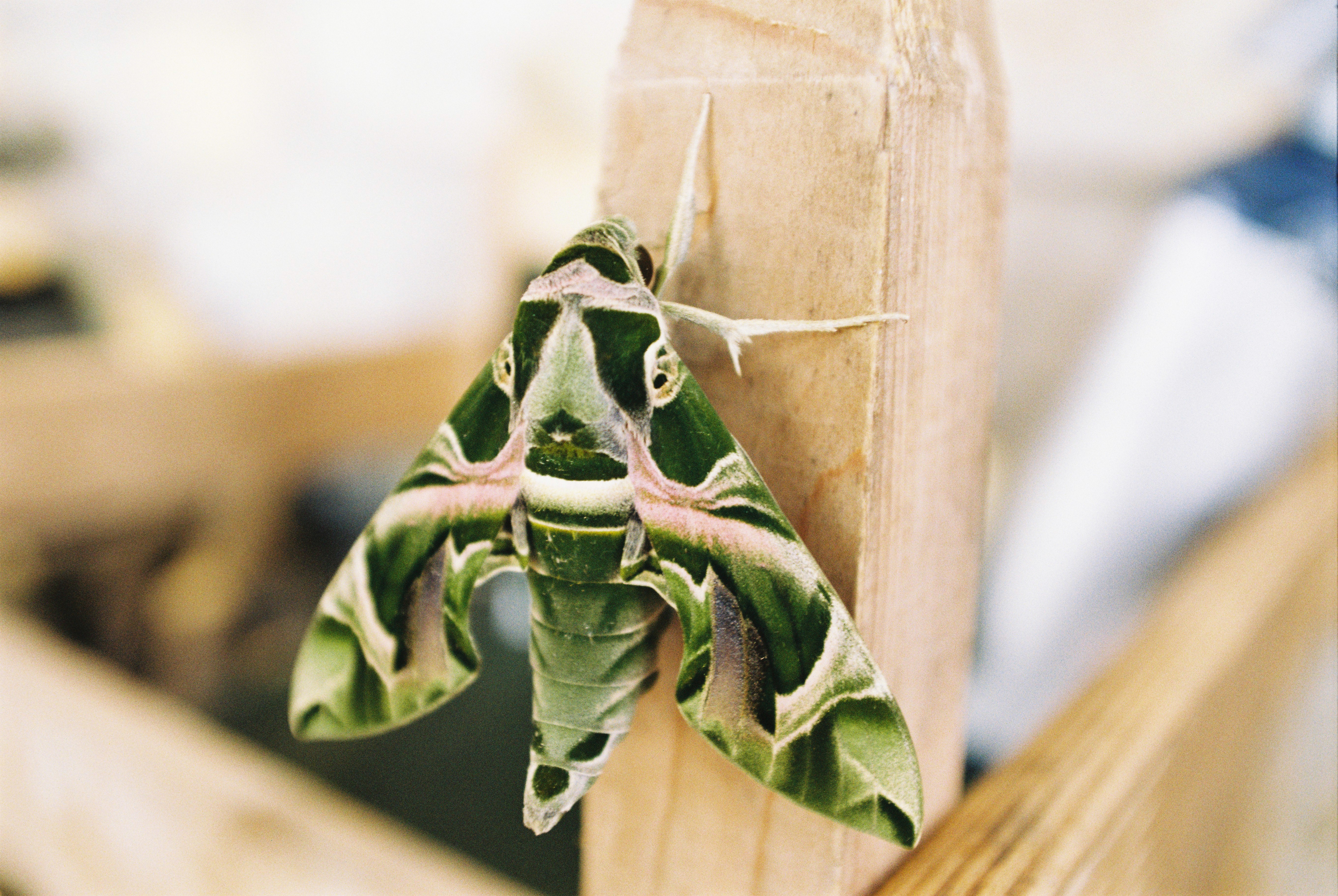 Daphnis nerii (Oleander hawk-moth).