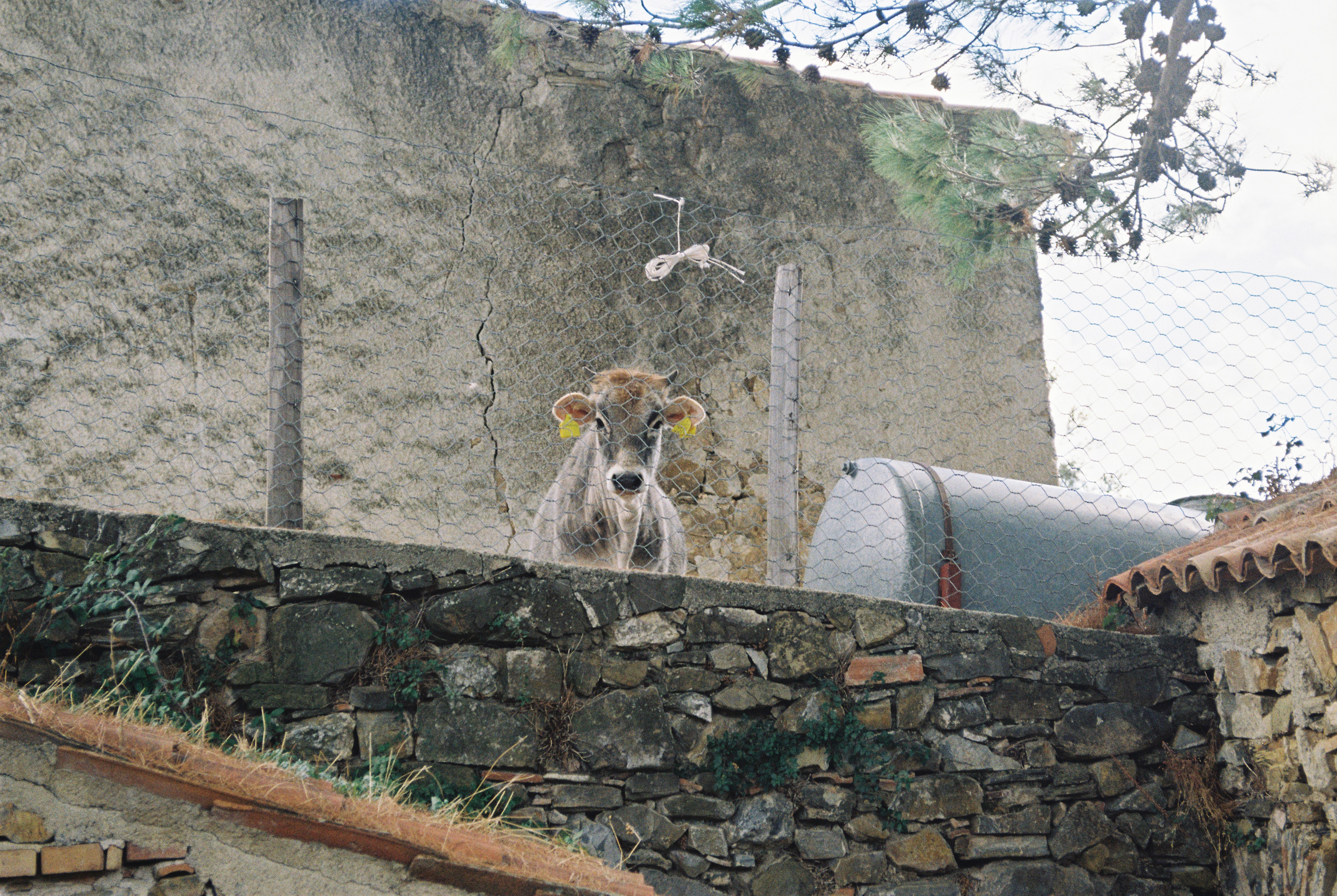 Cow in Roscigno Vecchia