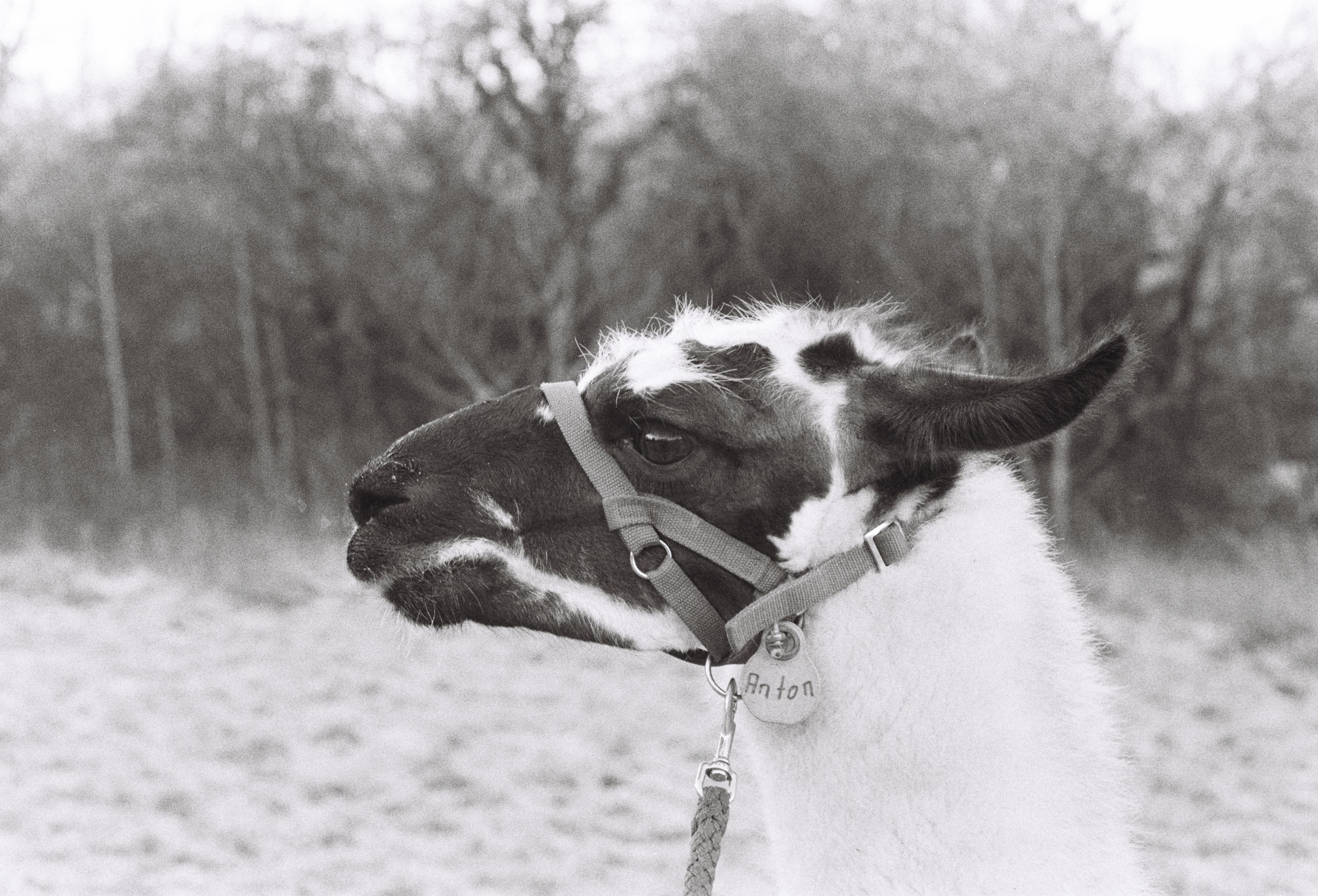 someone is showing something